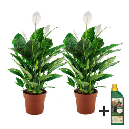 Lirio De Paz Espatifilo - 2 Pzs - Spathiphyllum 'lima' - Altura 60-75cm - ⌀17cm_0
