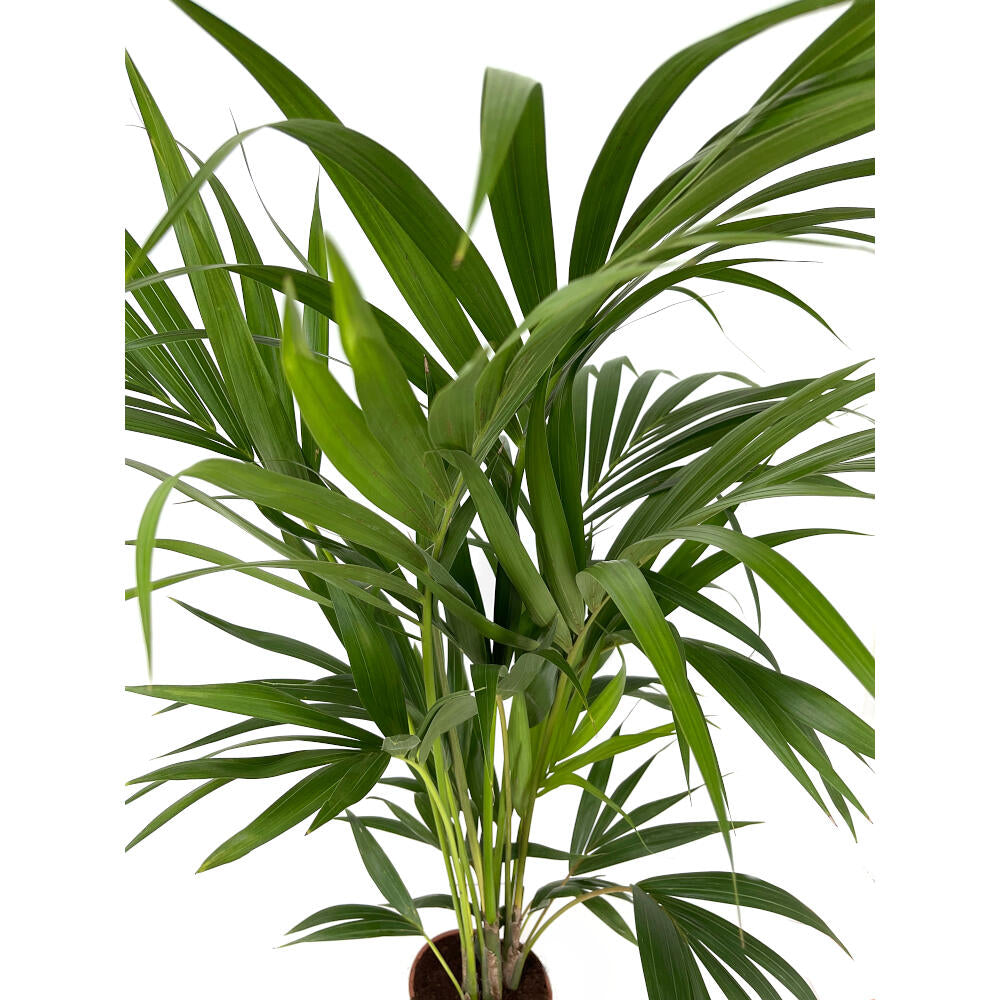 Kentia Forsteriana M19 80-100cm_1