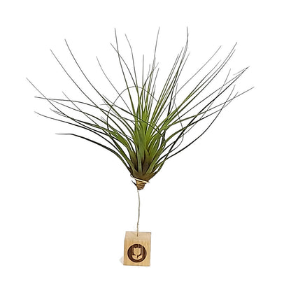 Tillandsia Tricolor 26cm Alto X 32cm Ancho_1