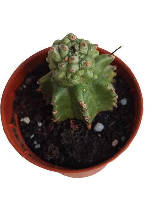Euphorbia Kikko Planta Suculenta Ø5_0