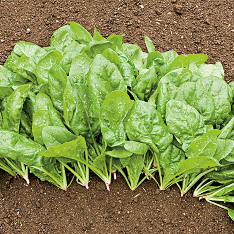 Semillas Espinaca Matador Ecológicas Biodinámicas Demeter_0