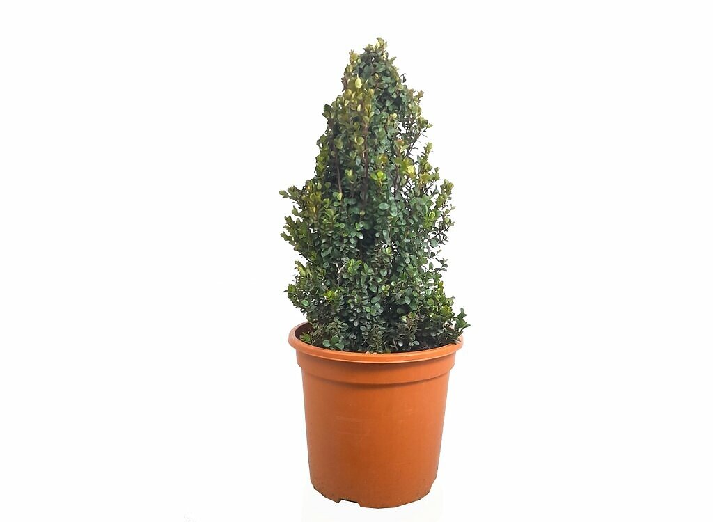 Myrsine Africano M24 (boj Africano)_0