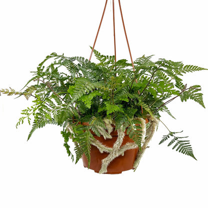 Helecho Davallia Canariensis M15 cm Ø con colgador_0