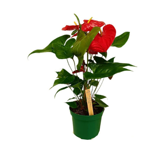 Anthurium Andreanum Idaho 60cm M17_0