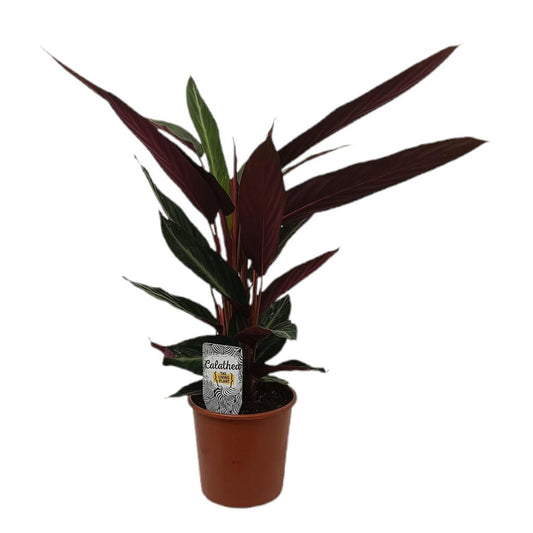 Calathea Stromanthe Sanguinea M17_0