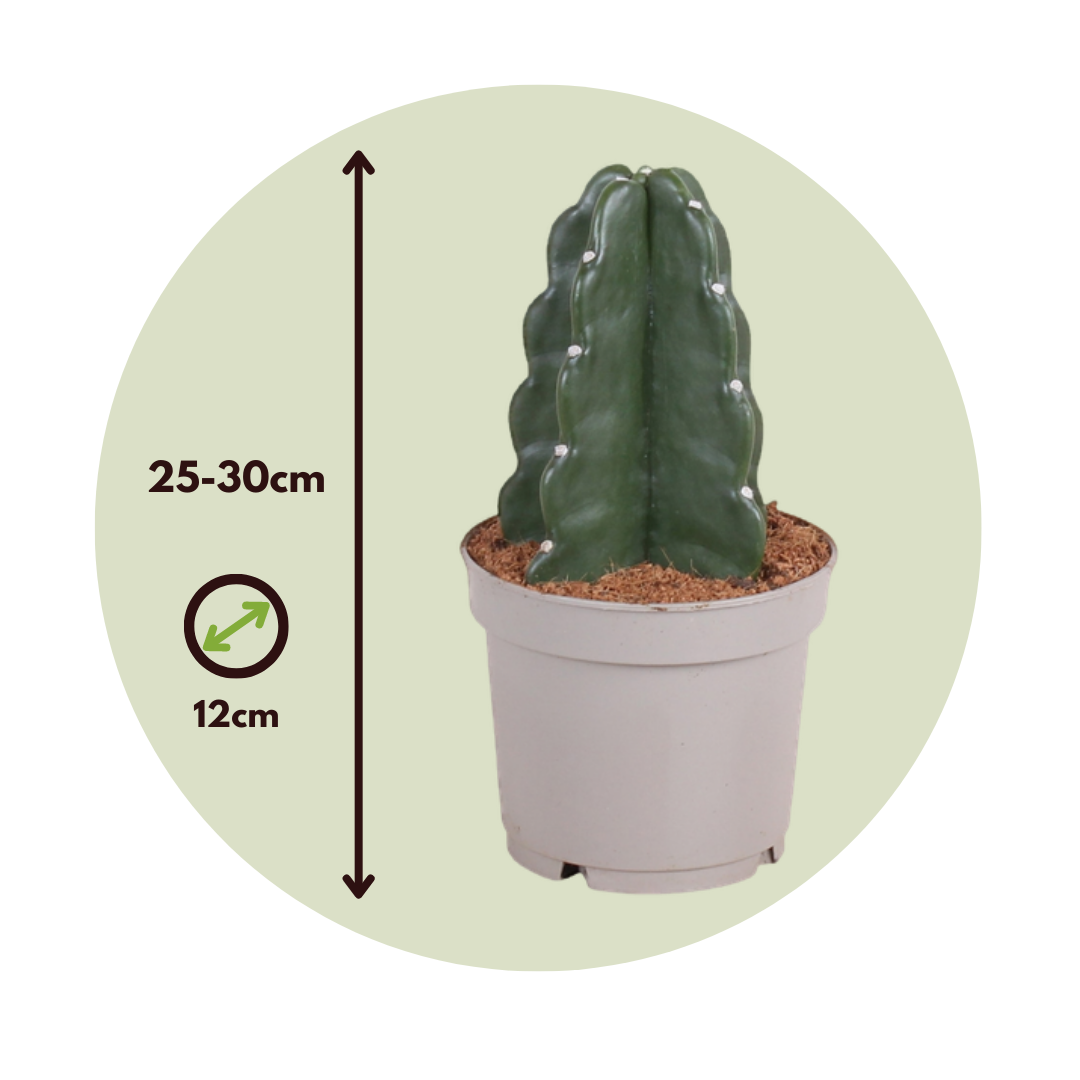Cactus - 2 Pzs - Cereus Jamacaru - Altura 25-30cm - ⌀12cm_2