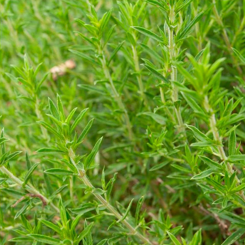 Semillas De Ajedrea Ecológicas