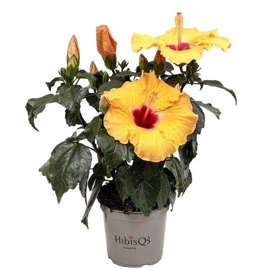 Planta Natural Hibiscus Rosa-sinensis 'adonicus Apricot'ø 13 Alt. 27 - 37_0