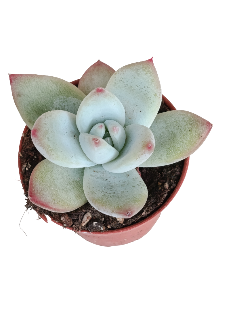 Echeveria Colorata Ø5 Planta Suculenta Natural De Sol_0