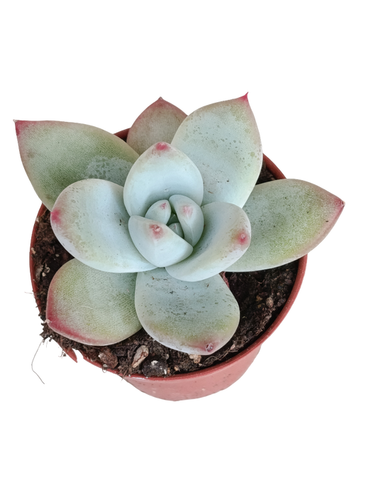 Echeveria Colorata Ø5 Planta Suculenta Natural De Sol_0