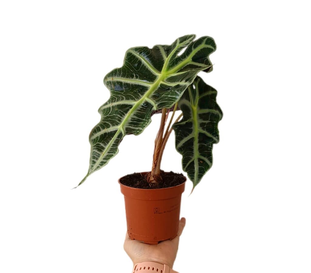 Alocasia Amazonica M12_0