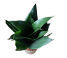 Sansevieria Hahnii 'black Dragon' (planta Purificadora De Ar Para Interior, 6cm)
