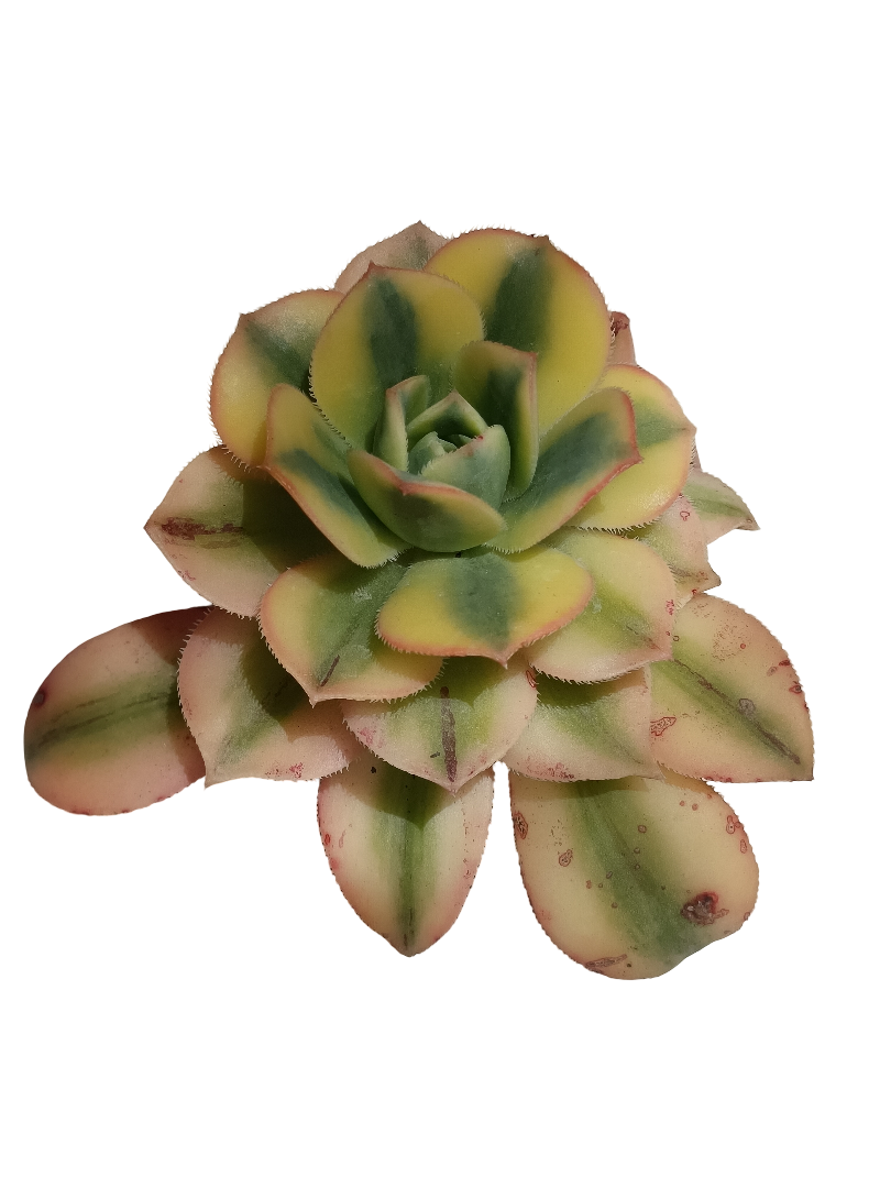 Aeonium Sunburst Planta Suculenta De Sol Ø5_0
