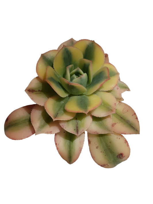 Aeonium Sunburst Planta Suculenta De Sol Ø5_0