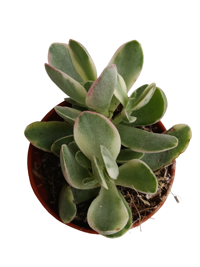 Crassula Variegata De La Suerte Money Maker Planta Ø5_0