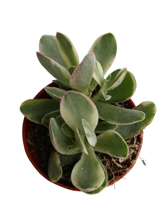 Crassula Variegata De La Suerte Money Maker Planta Ø5_0