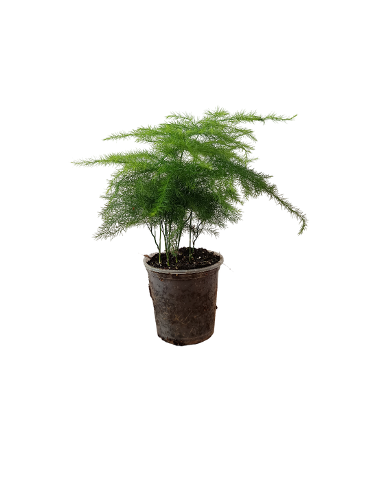 Planta Aspargarus Setaceus De Interior Mini Ø5 Cm_0
