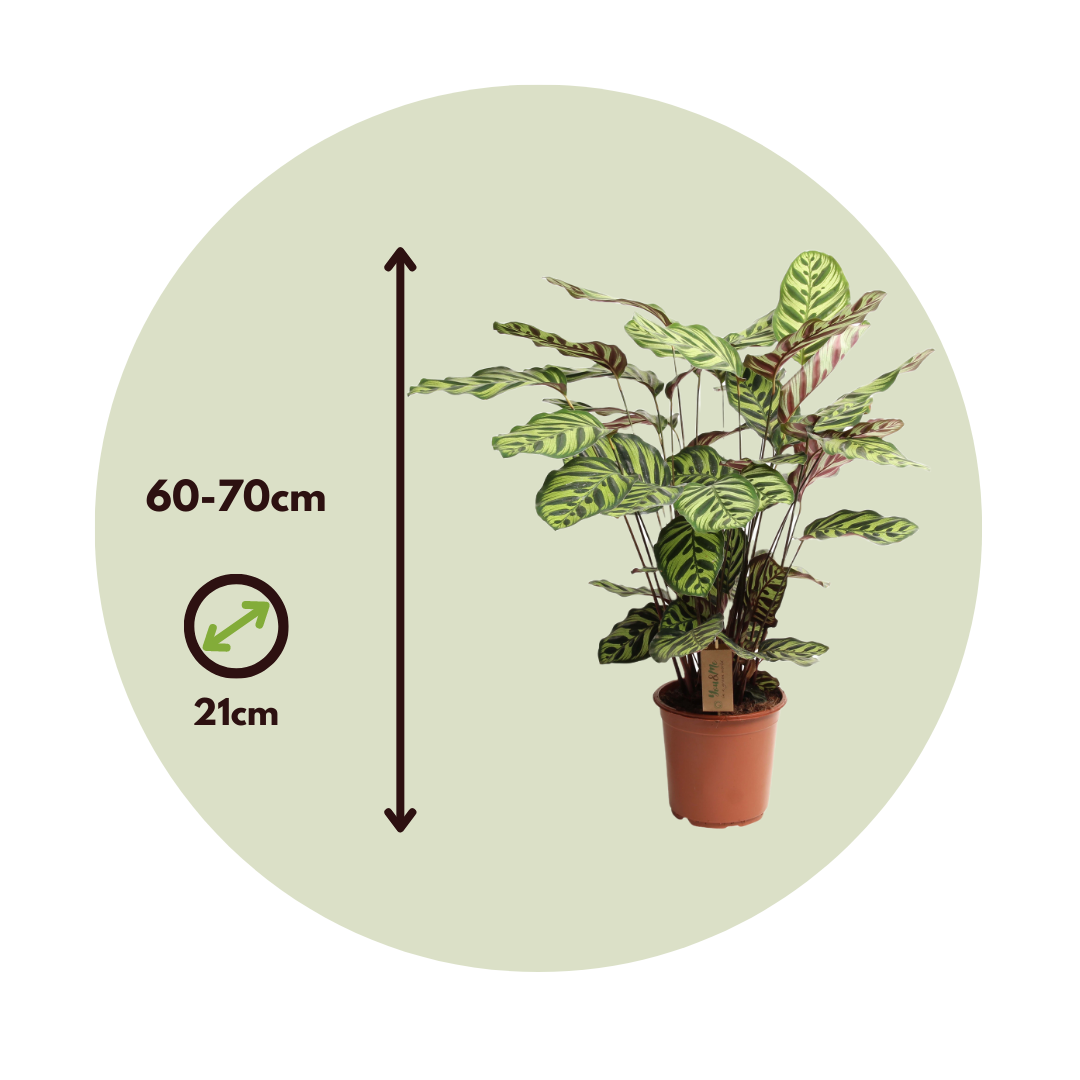 Planta De Pavo Real - Calathea 'makoyana' - Altura 60-70cm - ⌀21cm_2