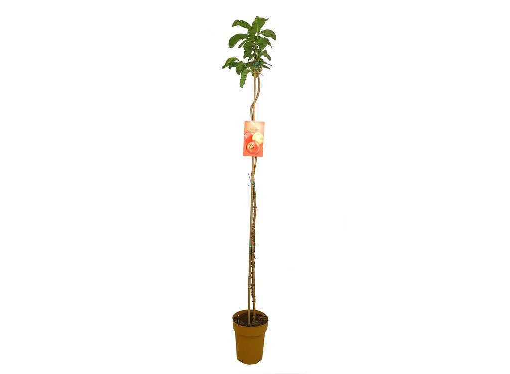 Guayaba Fresa (cattley) M23 150-180cm_0