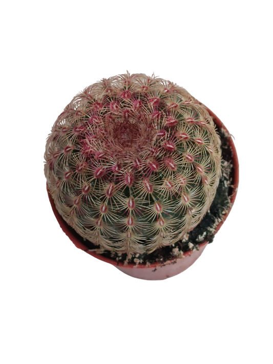 Cactus Rojo Echinocactus Rigidispinnus Ø5_0