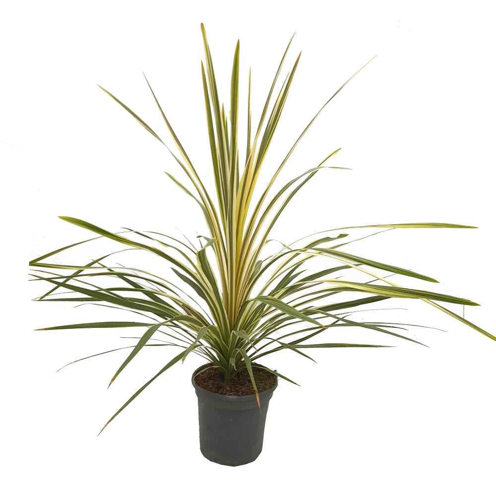 Cordyline Torbay Dazzler M20 100cm_0