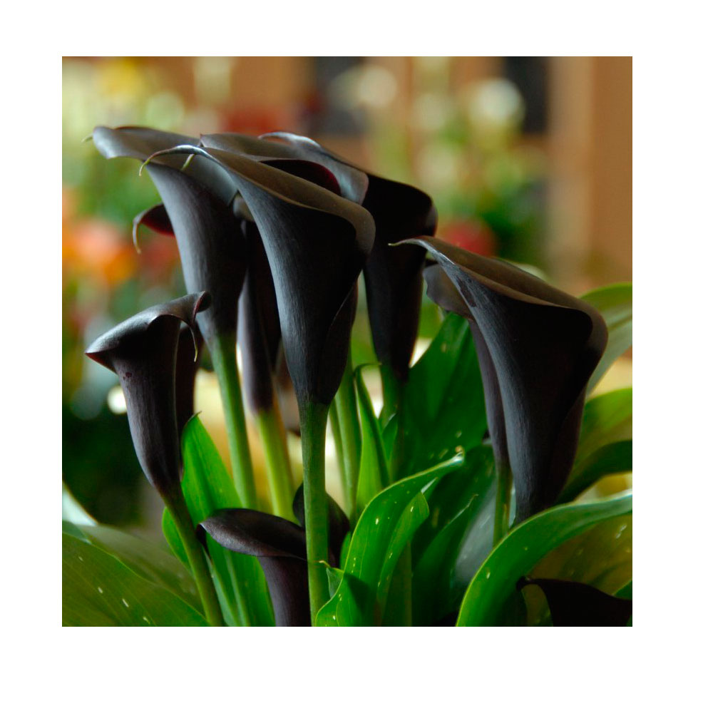 1 Bulbo Cala Zantedeschia 'odessa' Planta De Flor_0