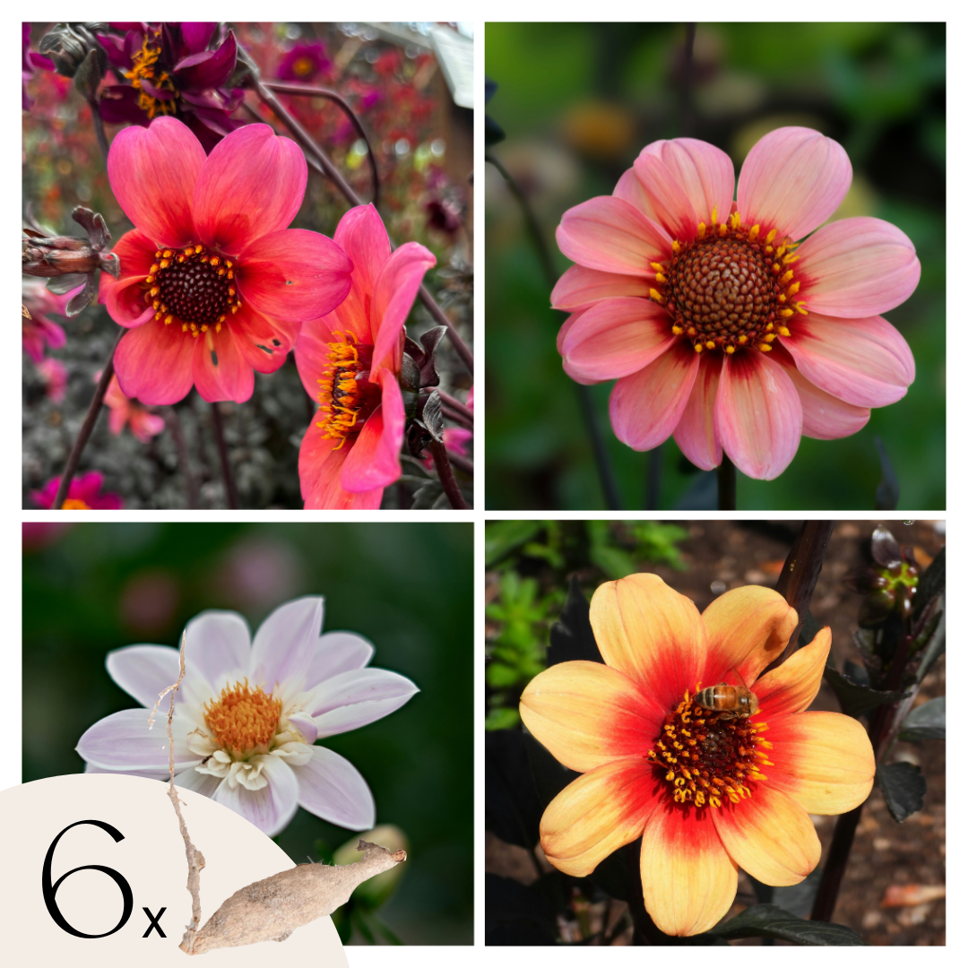 Tubérculos De Dalia - 6 Pzs - Dahlia 'happy Single Mix'_0