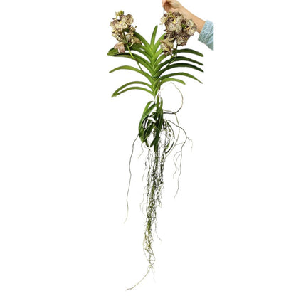 Vanda Ocelot Moccha_0