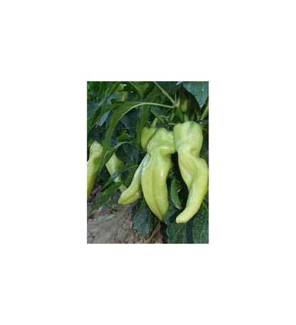 Plantón Pimiento Blanco (10 Unidades)_0