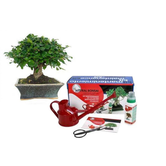 Pacote de iniciação de bonsai Carmona microphylla de 5 anos