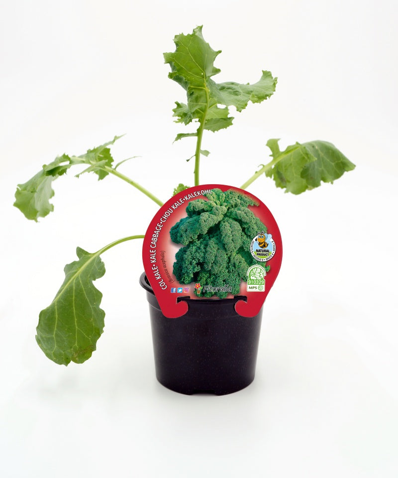 Plantón De Col Kale Natural En Maceta De 10,5 Cm. - Fitoralia_0