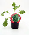 Plantão De Couve Kale Natural Em Vaso De 10,5 Cm. - Fitoralia