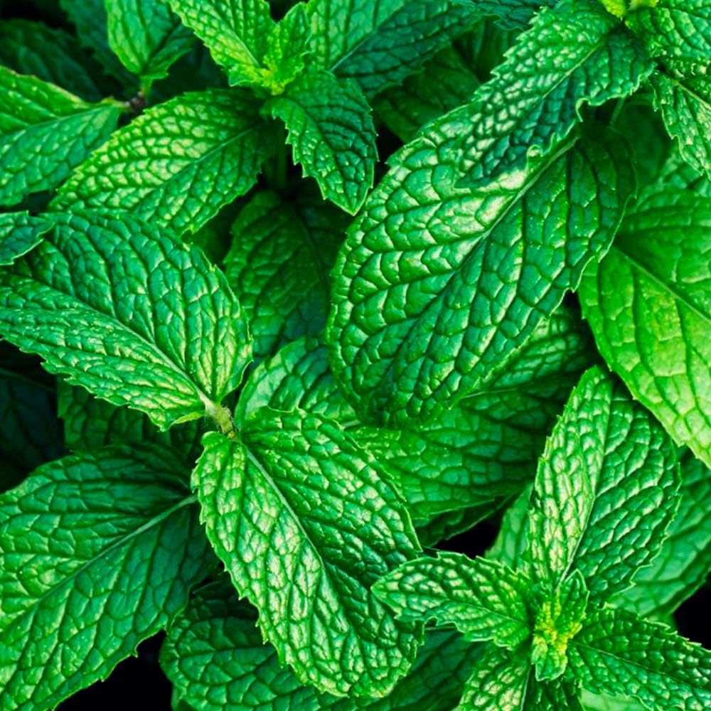 Lámpara Catalítica Drops Orange + Fragancia Mountain Mint 200ml - Elimina Malos Olores, Impurezas Y Perfuma_3