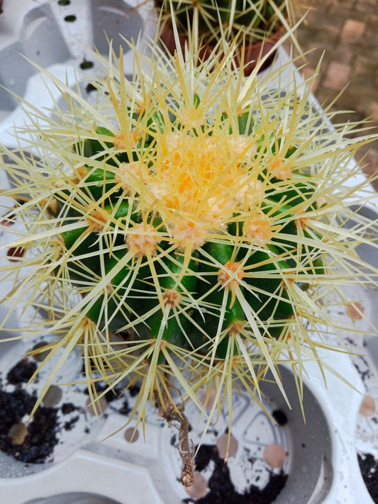 Cactus Asiento De La Suegra Ø13 Cms_0