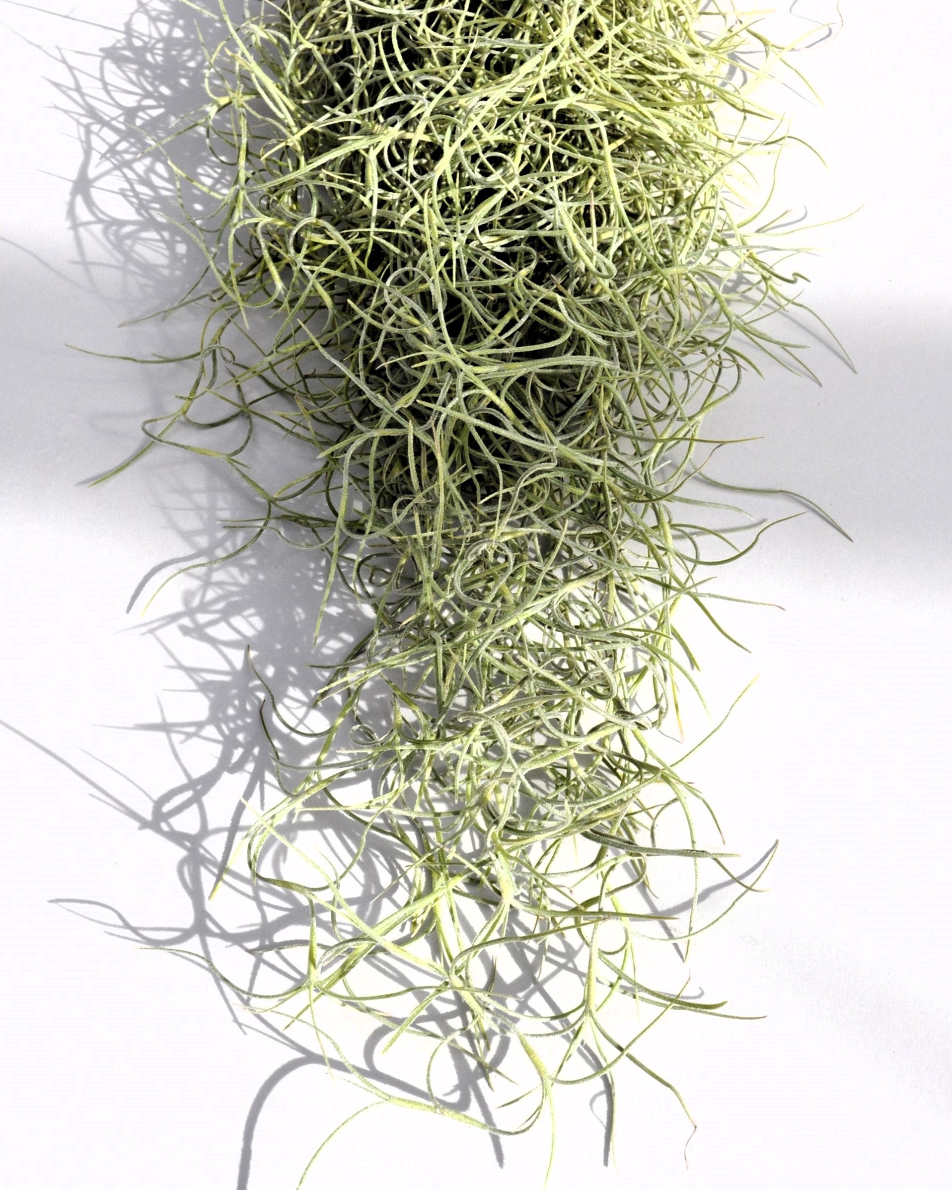 Tillandsia usneoides Standard (Barba de Viejo Mediana); Planta del Aire Colgante; Curiosarium; 50-60 cm Largo_5