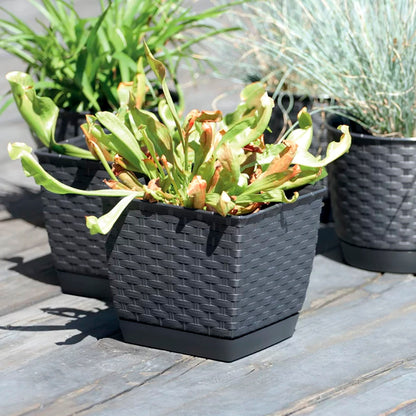 Maceta Ratolla Square 2,5l., Dimensiones (mm) 165x165x142, Color Ocre Oscuro