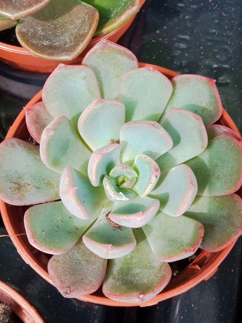 Plantas Suculentas Y Cactus A Elegir Ø5 Cm #ref57_0