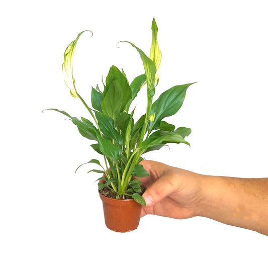 Spathiphyllum M9 (cuna De Moisés)_0