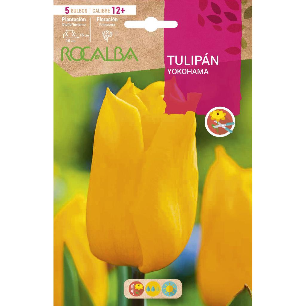 Bulbo de Tulipa Yokohama Amarela 5 unidades Rocalba