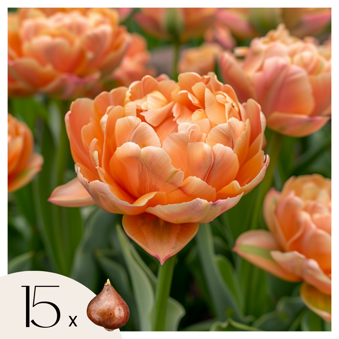 Bulbos De Tulipán - 15 Pzs - Tulipa 'copper Image' - Bulbos De Flores_0