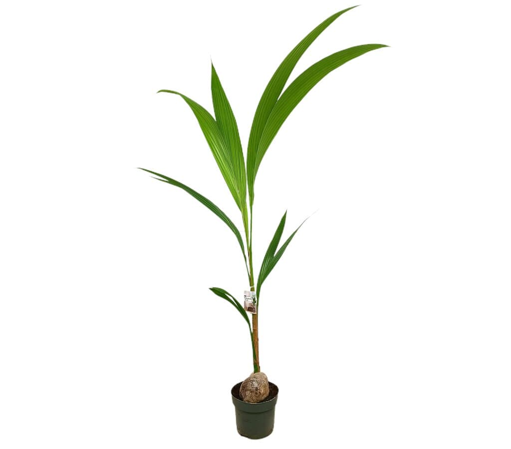 Coco Nucifera M19 150cm_0