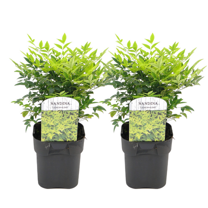 Bambú Sagrado - 2 Pzs - Nandina Domestica 'lemon Lime' - Altura 25-40cm - ⌀17cm_0