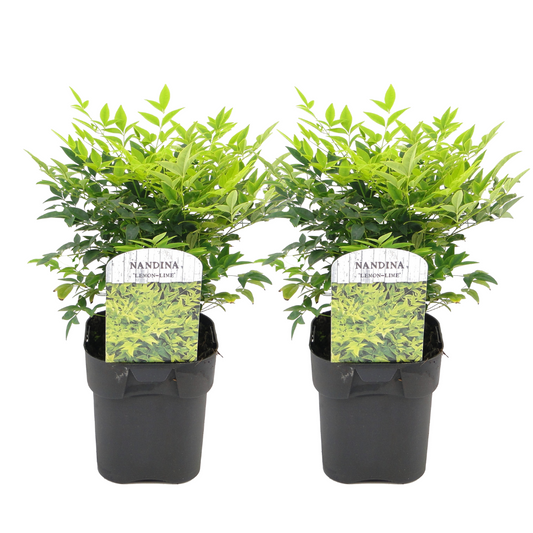 Bambú Sagrado - 2 Pzs - Nandina Domestica 'lemon Lime' - Altura 25-40cm - ⌀17cm_0