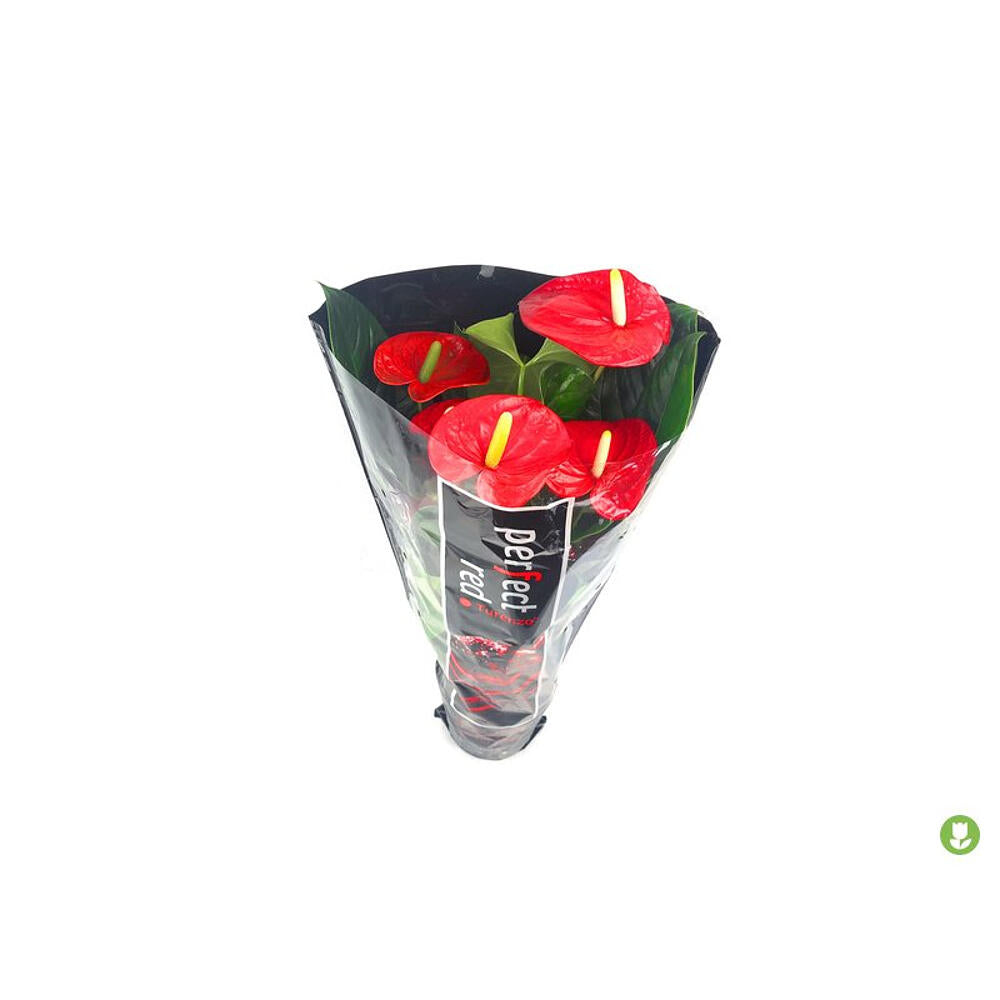 Anthurium Turenza M14_3
