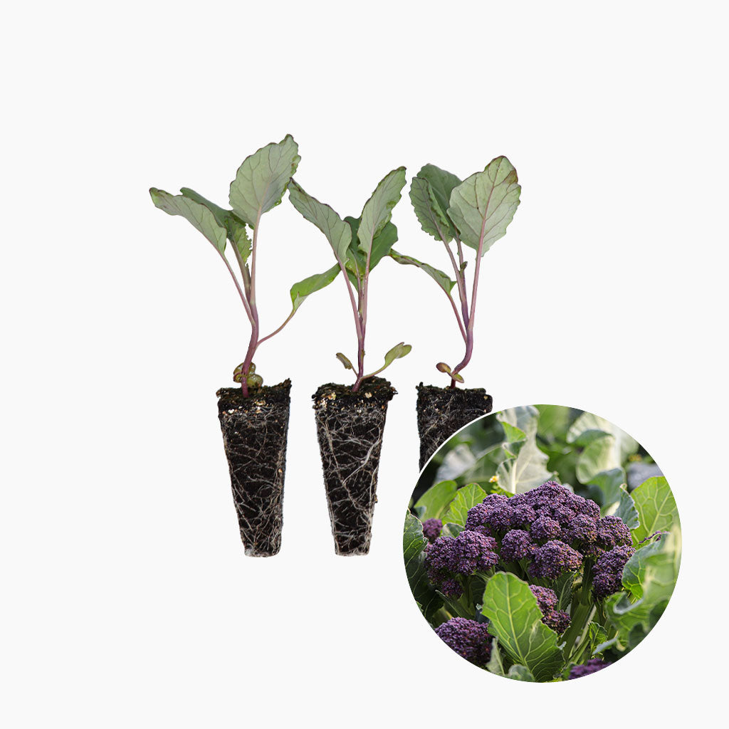 Plantón Bimi Morado 10 Unidades - Plantabo_0