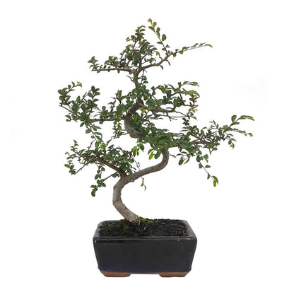 Pack Iniciación Bonsai Zelkova 8 Años Incluye Tijeras Y Abono_1