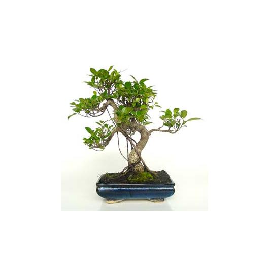 Ficus retusa bonsai 10 anos