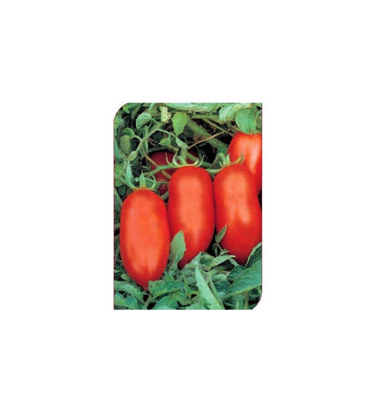 Plantón Tomate Malpika F1 (10 Unidades)_0