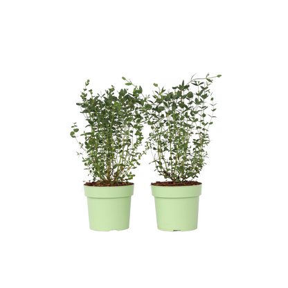 Eucalipto - 2 Pzs - Eucalyptus Parvifolia 'oliva' - Altura 40-50cm - ⌀19cm_0