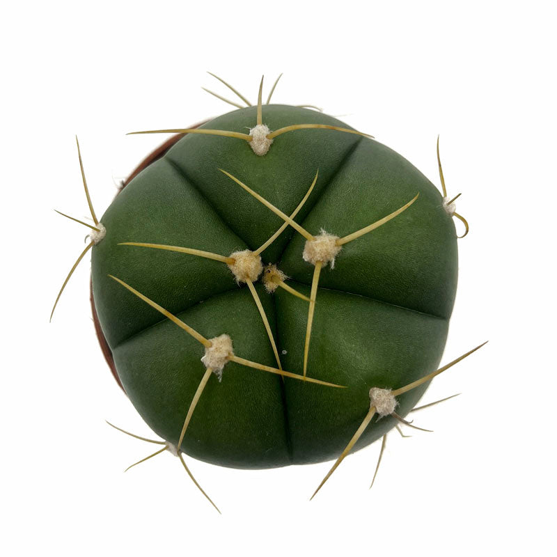 Gymnocalycium Horstii Cactus Y Suculentas M8,5 cm Ø_1